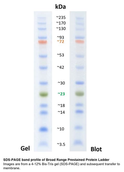 precision protein ladder|Broad Range Prestained Protein Marker PL00002